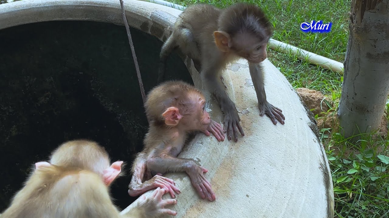 Monkey Bela was playing with a friend when they suddenly met.........