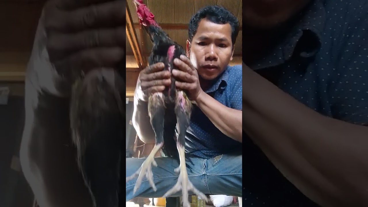 ឈើងគីឡូ24ឈ្នះ1ដងលក់0972195410