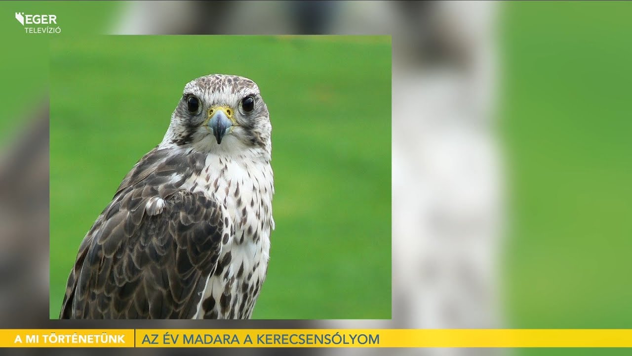 Az év madara a kerecsensólyom - 2024.01.30.