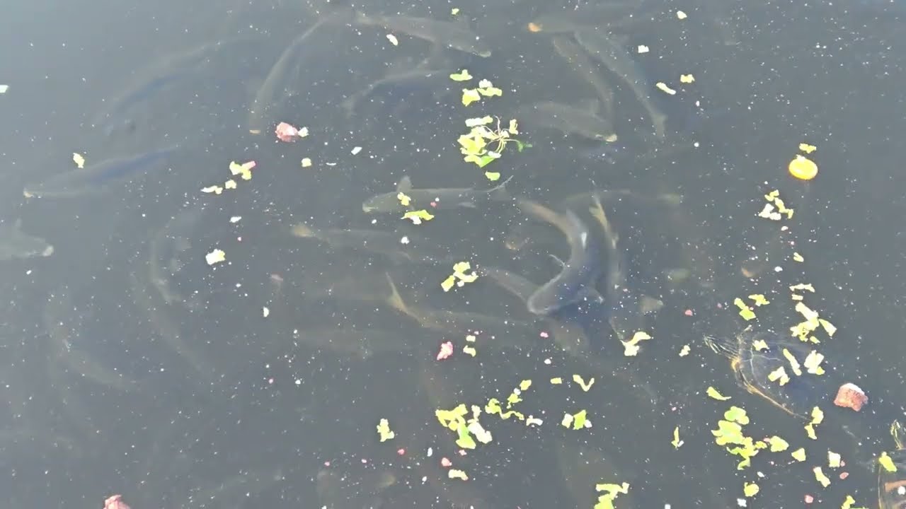 Schooling Mullet at our dock.