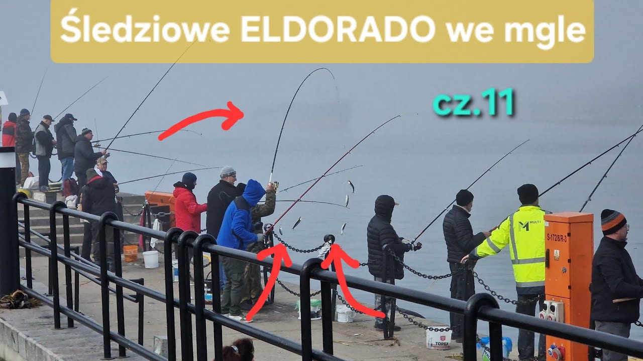 Śledzie 2026 we mgle: BIORĄ aż miło sie robi na sercu 😋 (1 kwiecień 2026 Gdańsk)
