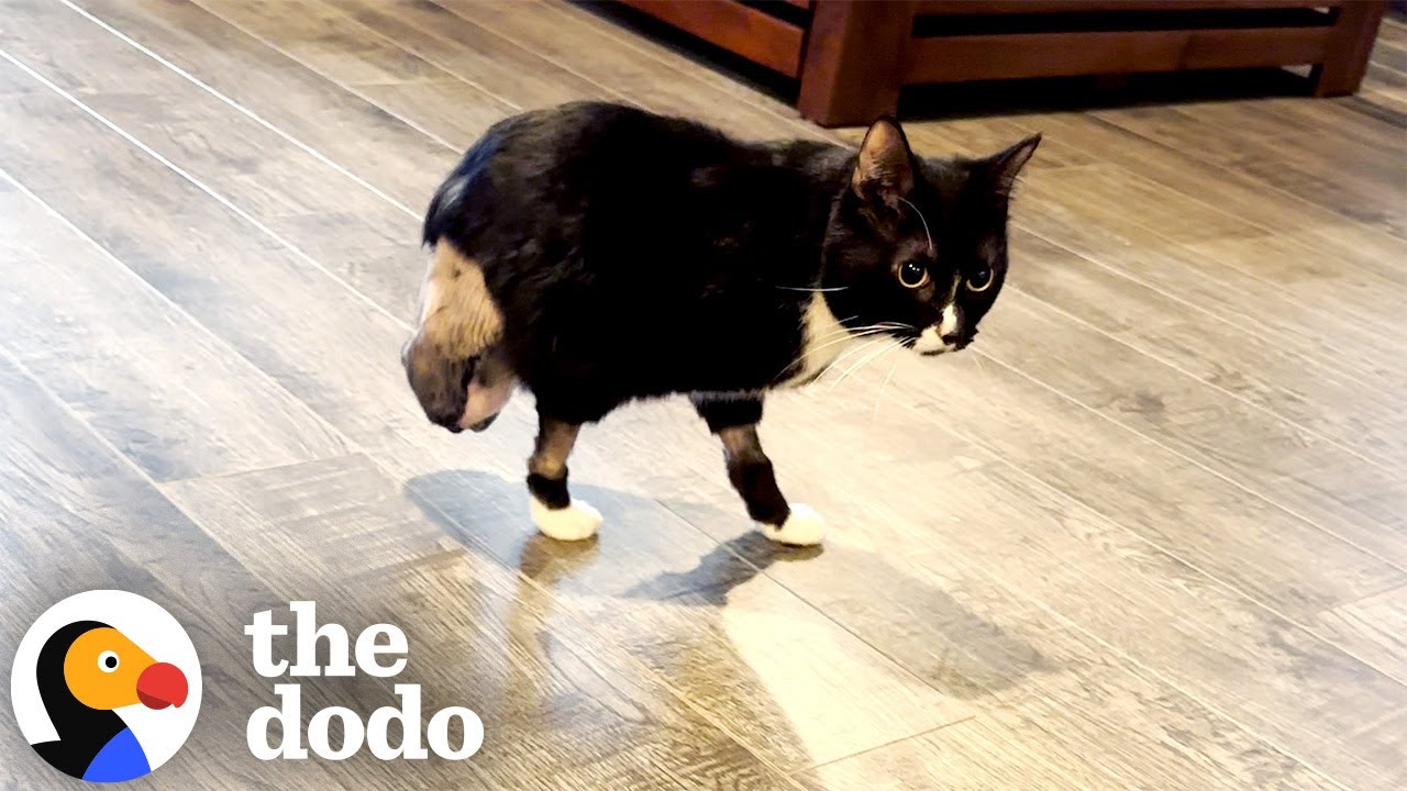 Two-Legged Cat Is Living His Best Life | The Dodo