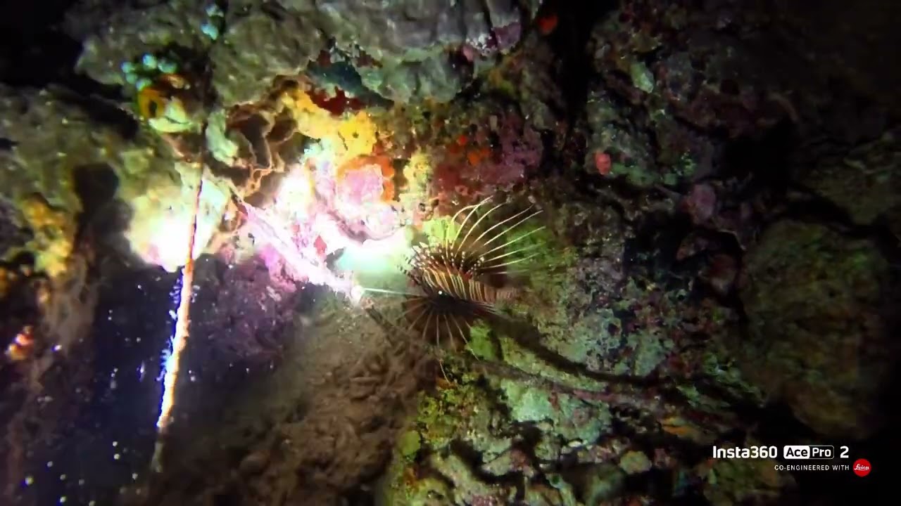 Banda Sea night dive Oct 2025