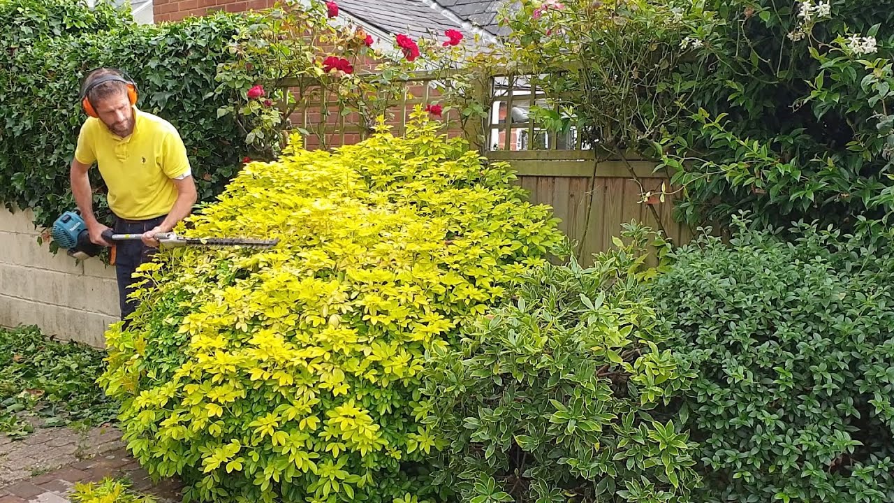 Gold Choisya Bush Trimming