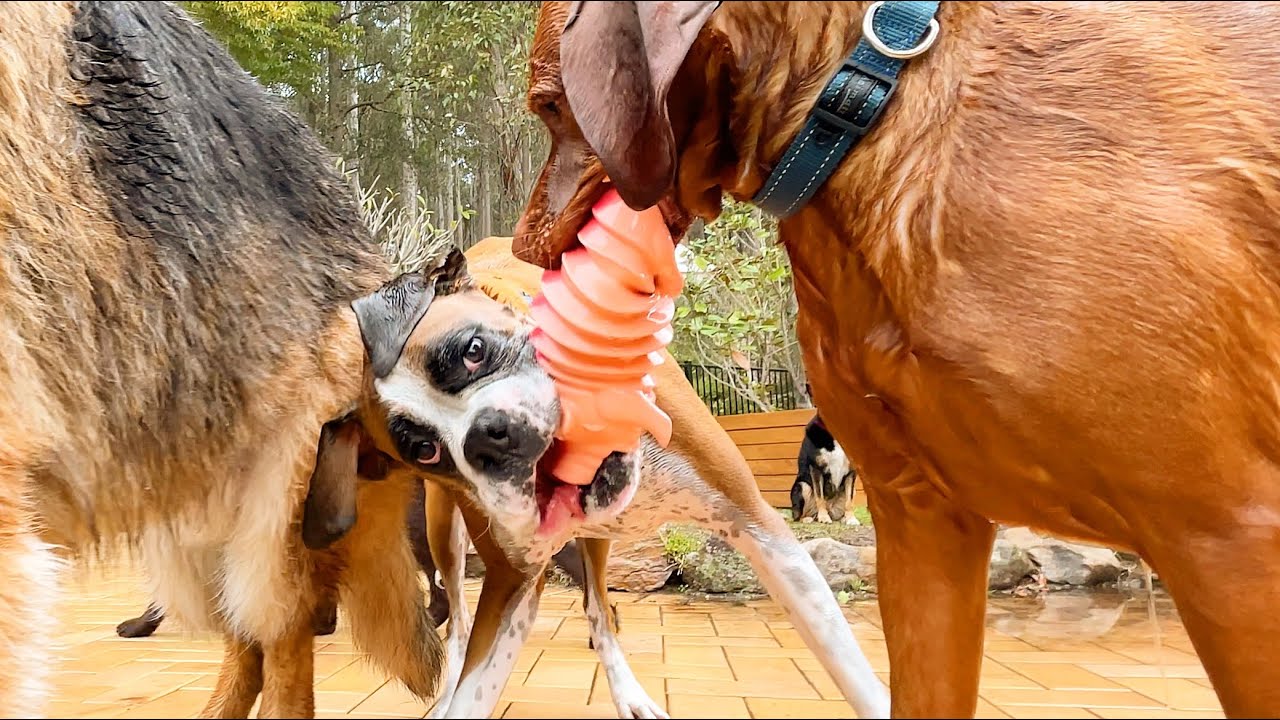 Bandit the Boxer has 5 Vizslas in his team now playing piggy in the pool