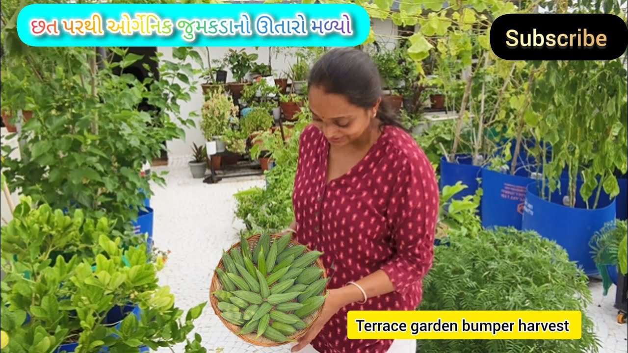 છત પરથી😍ઓર્ગેનિક જુમકડાનો🧺 🥒ઉતારો terracegarden bumper harvest