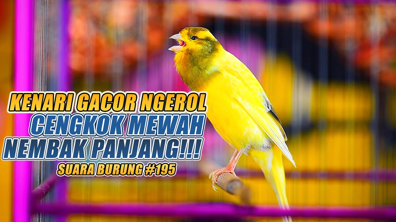 SUARA BURUNG |195| Kenari GACOR PANJANG INI Cocok untuk Masteran KENARI PAUD dan Kenari Macet BUNYI