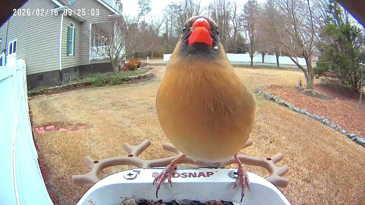 Action at the Feeder