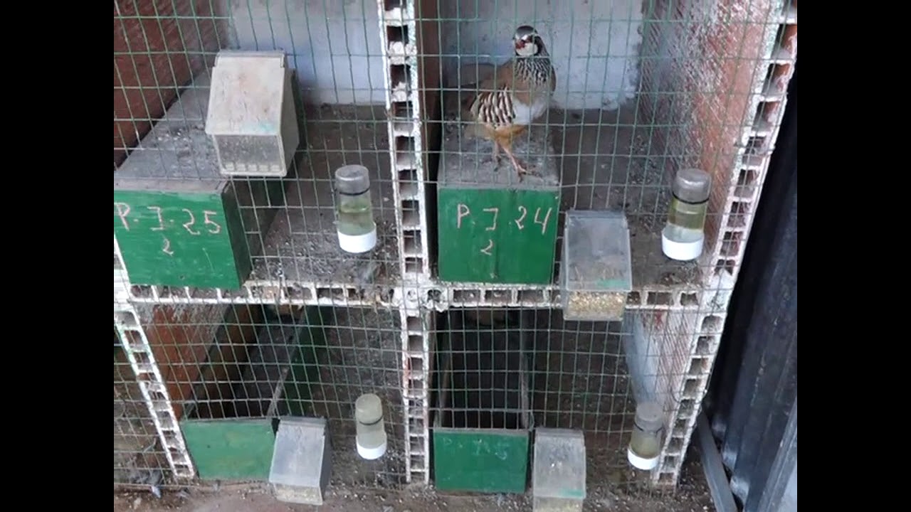 Jose Espinosa reclamo perdiz - 14-11-2018 - D.E.P - Rodrigo 658528387