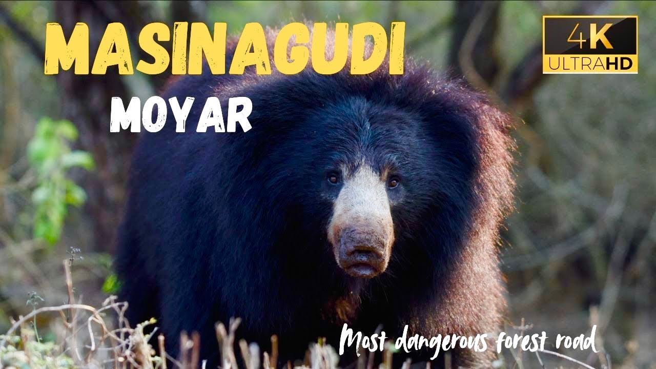 &ldquo;Masinagudi Forest Surprise (மசினகுடி🐻 )| Sloth Bear Close Encounter Tamil Vlog&rdquo;