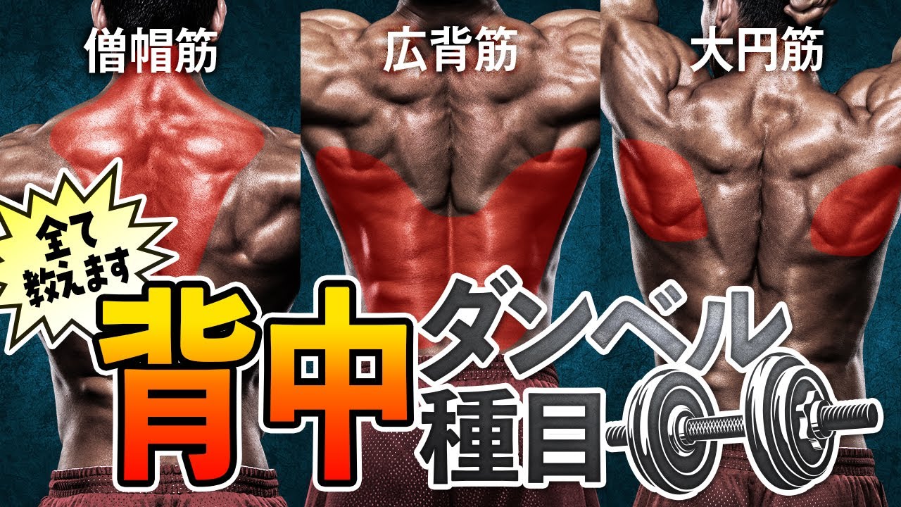 【ダンベル】おすすめの背中トレ種目5選を細かく解説します！|広背筋・大円筋・僧帽筋