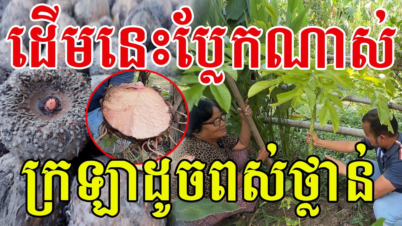 ដើមនេះប្លែកណាស់ ក្រឡាដូចនោះដូច ទាល់ ឬ ធ្មៅ បងប្អូន?