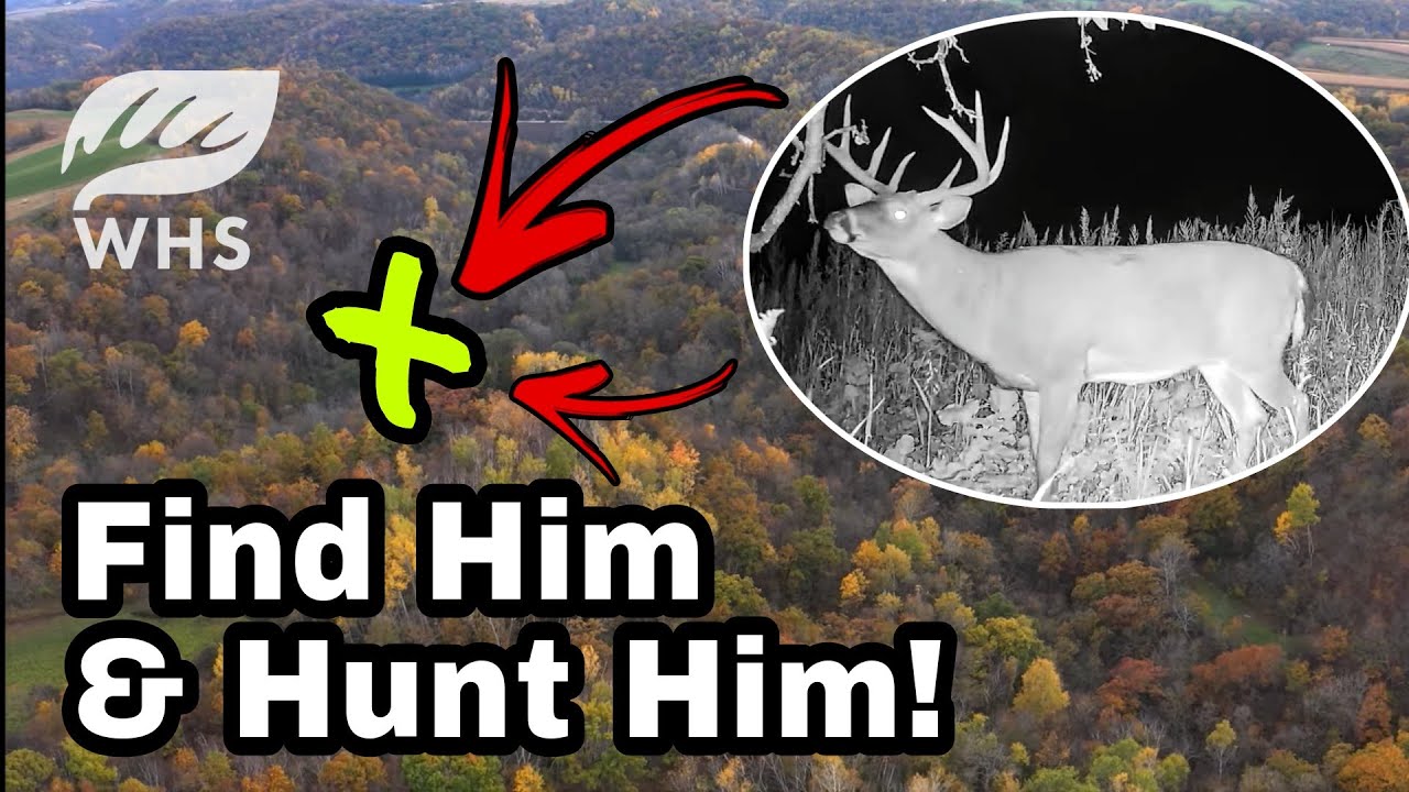 How To Find A Buck's Bedding Area