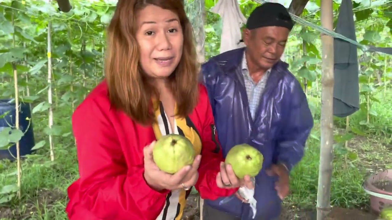 Paano kumita Sa Guapple farming