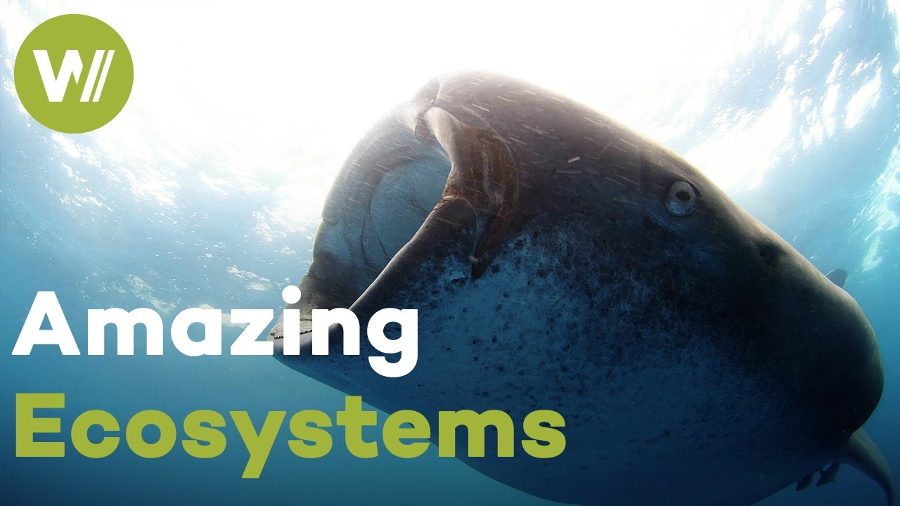 The mesmerizing creatures of Baja California, Mexico (Full Documentary)