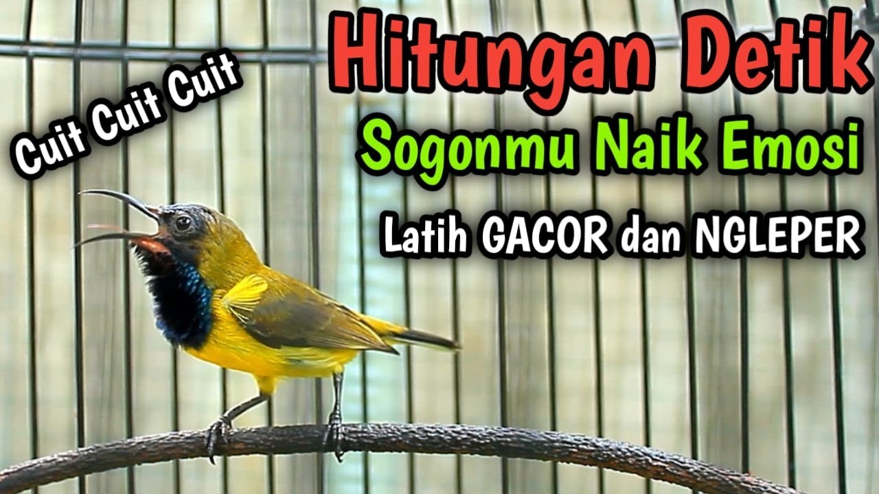 CUIT CUIT SOGON GACOR PENAIK EMOSI, PANCINGAN SOGON TROTOL GACOR LATIH CEPAT NEMBAK FULL ISIAN KASAR