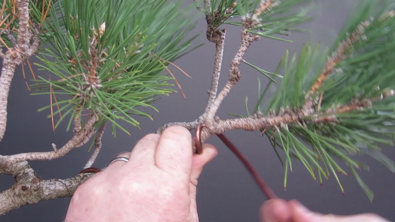 Wire tip #3 Wire in the same direction the branch will be twisted.