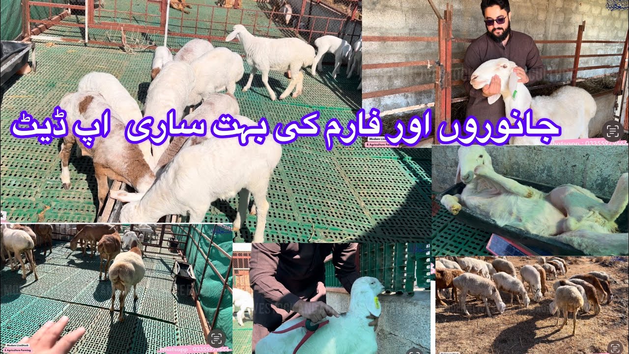 Sheep Farm Updates | Modern Goat Sheep Farming | جانوروں اور فارم کی بہت ساری اپڈیٹ