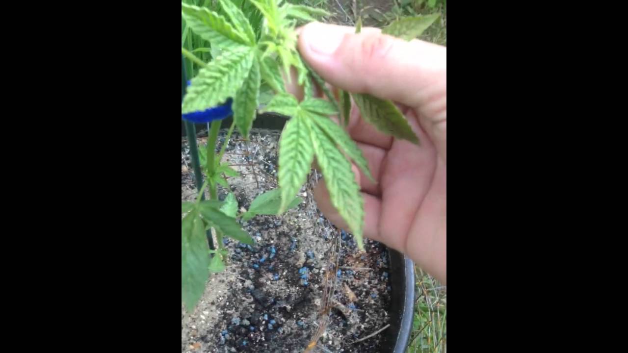 Day 24 autoflower super og kush delicious seeds outdoor uk