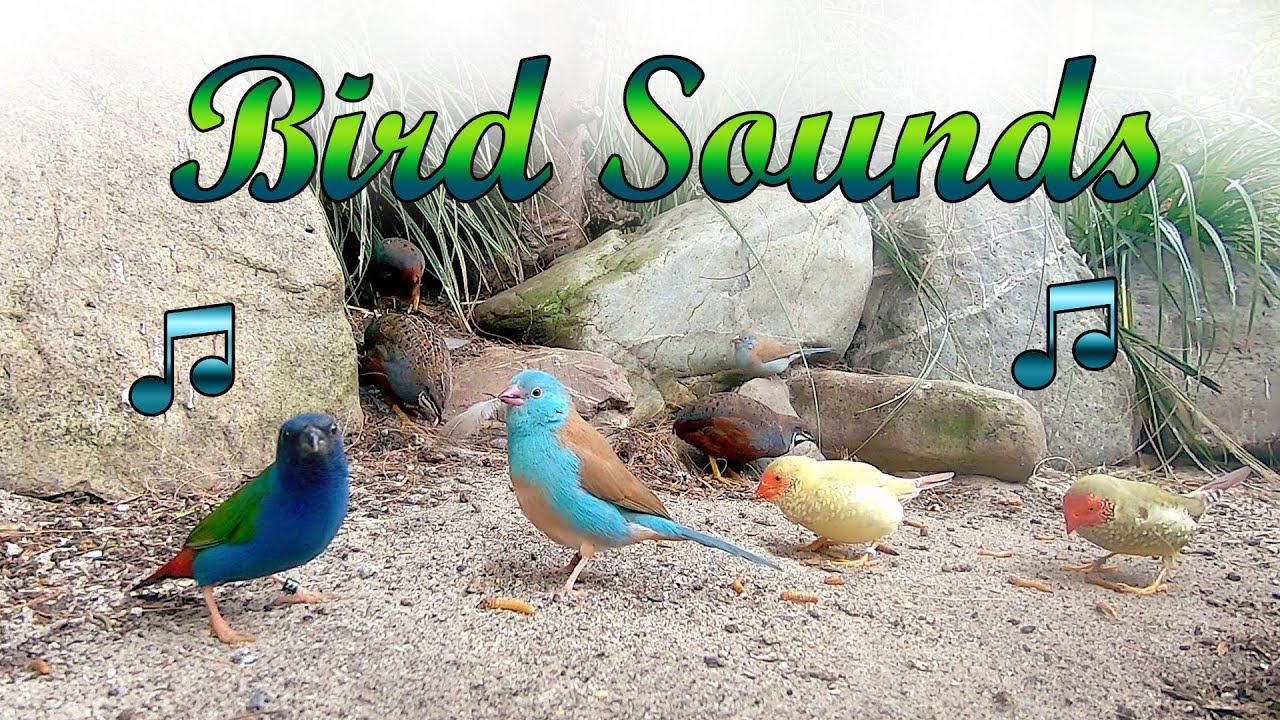 30+ min of Relaxing Finches and Garden Birds Sounds. Studying, Working, Relaxing.
