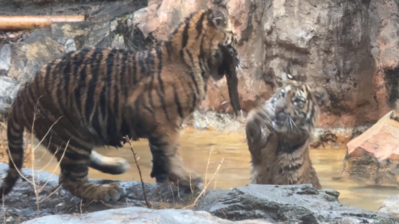 プールで遊ぶベラニくんレスタちゃん【‎2026年3月3日‎】【上野動物園】スマトラトラ