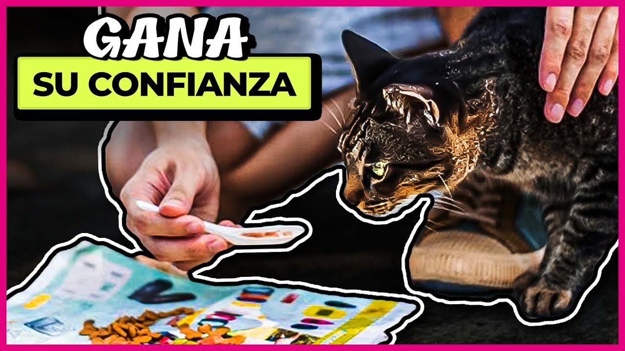 Aprende a CUIDAR GATOS DE LA CALLE 😺❤