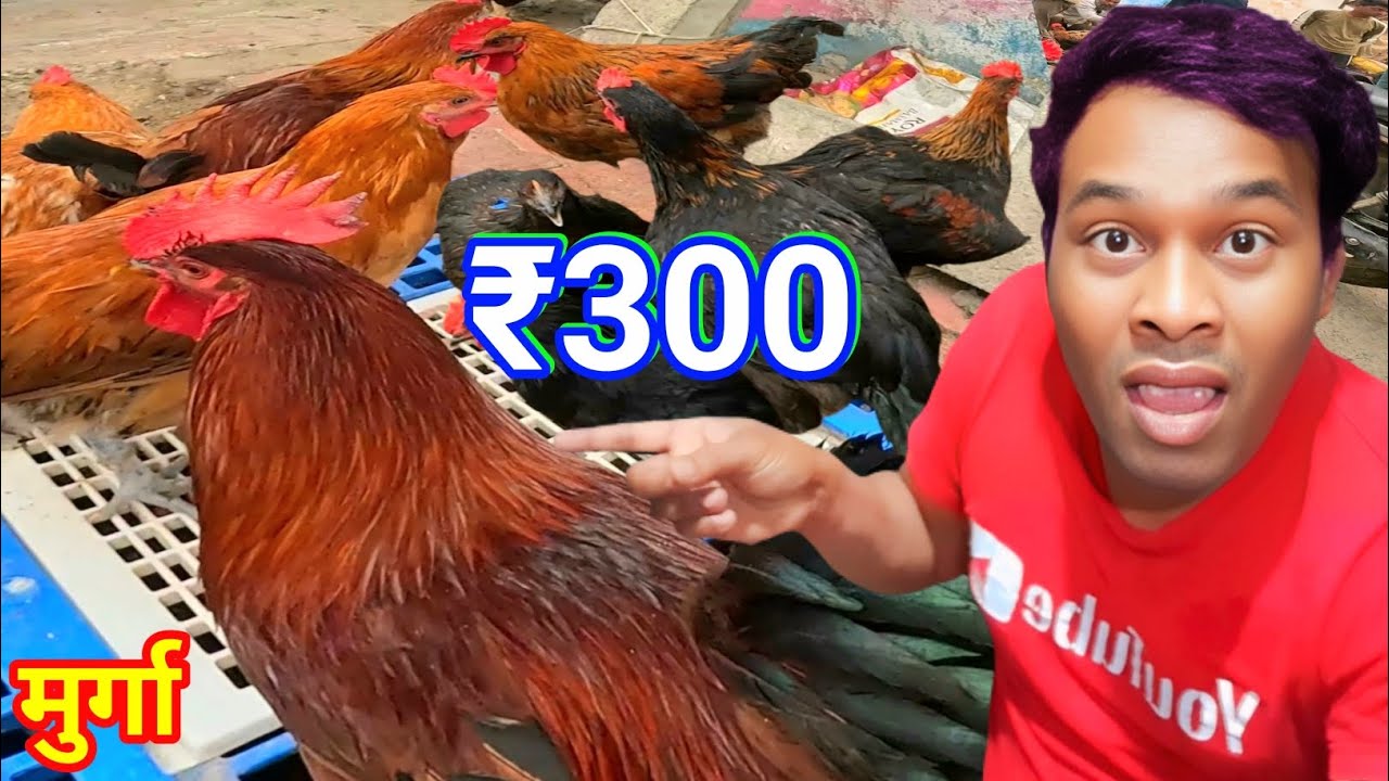 देसी मुर्गा ₹300 🐓 ओरिजिनल देसी मुर्गा  दुनिया का सबसे बड़ा मुर्गा #spcity #vlog #video #food #funny