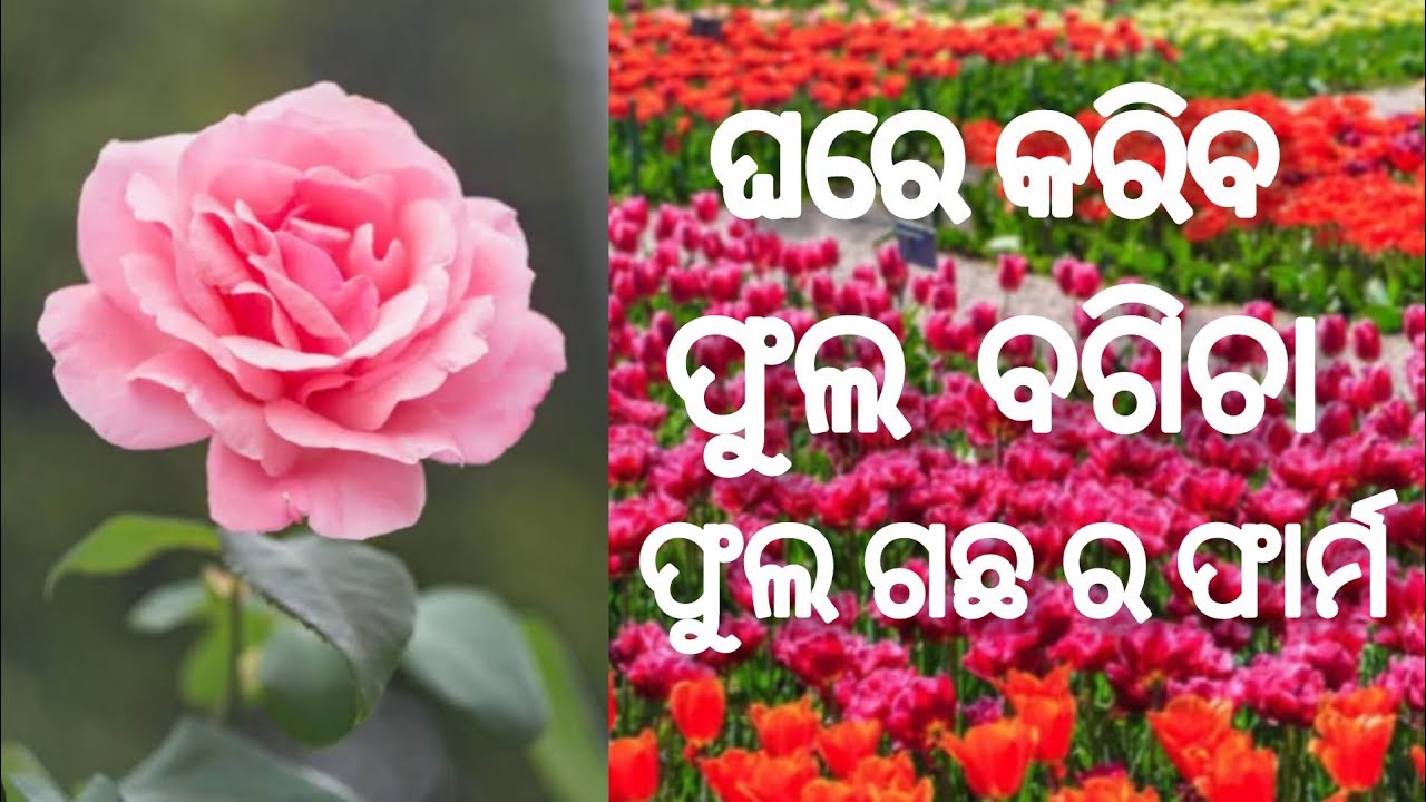 ଘରେ କରିବ ଫୁଲ  ବଗିଚା 