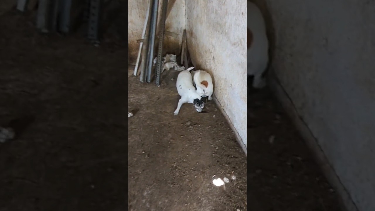 Se nos escap&oacute; la rata!