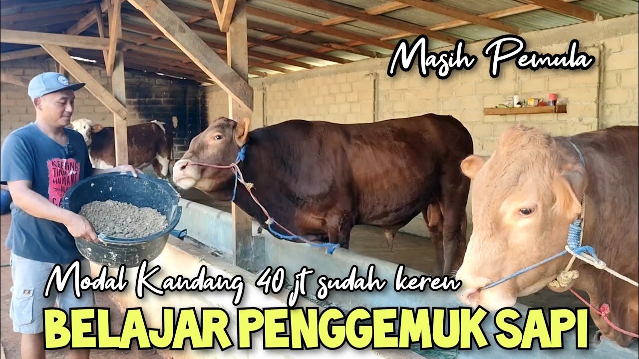 Peternak sapi pemula di sistem penggemukan