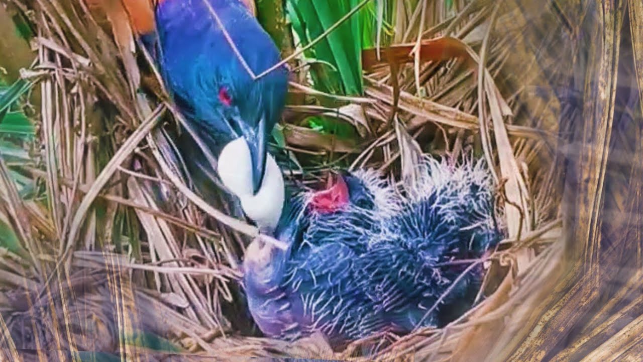 PUSING, ANAK BURUNG TAK HENTI MINTA MAKAN