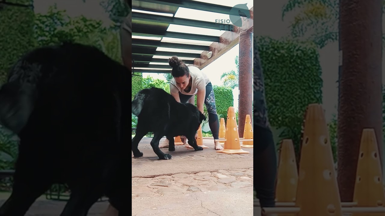 Rutina de ejercicio para displasia de cadera #fitdog #perros #fitnesscanino #mascota