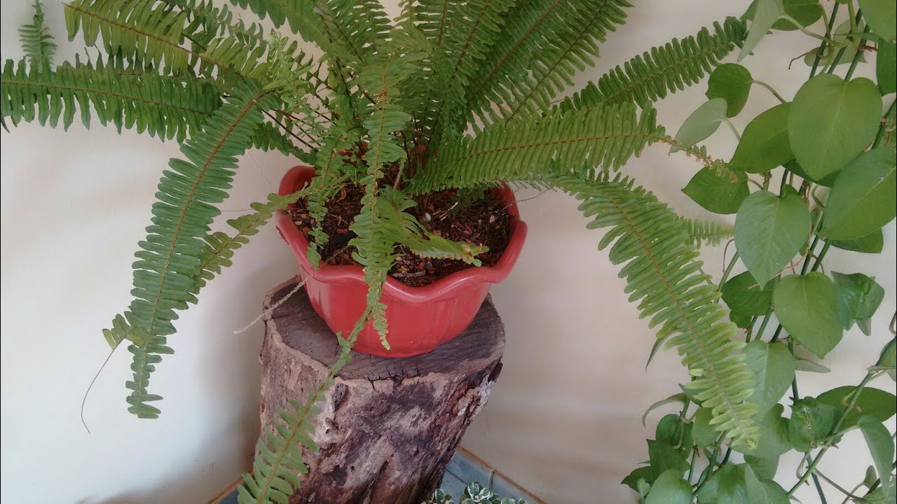 Como plantar samambaia em vaso.