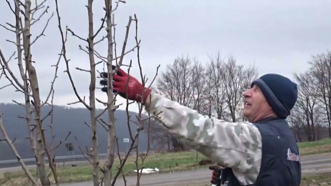 Păr ca un târș. Cum formezi un astfel de pom