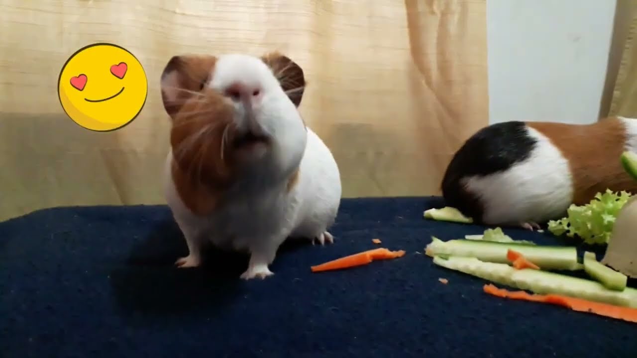 Foods for guinea pigs #guineapig