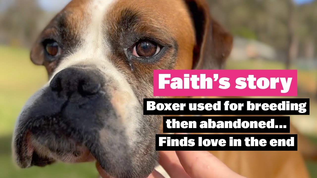 Faith's story | Boxer Used for Breeding then Abandoned Finds Love in the End