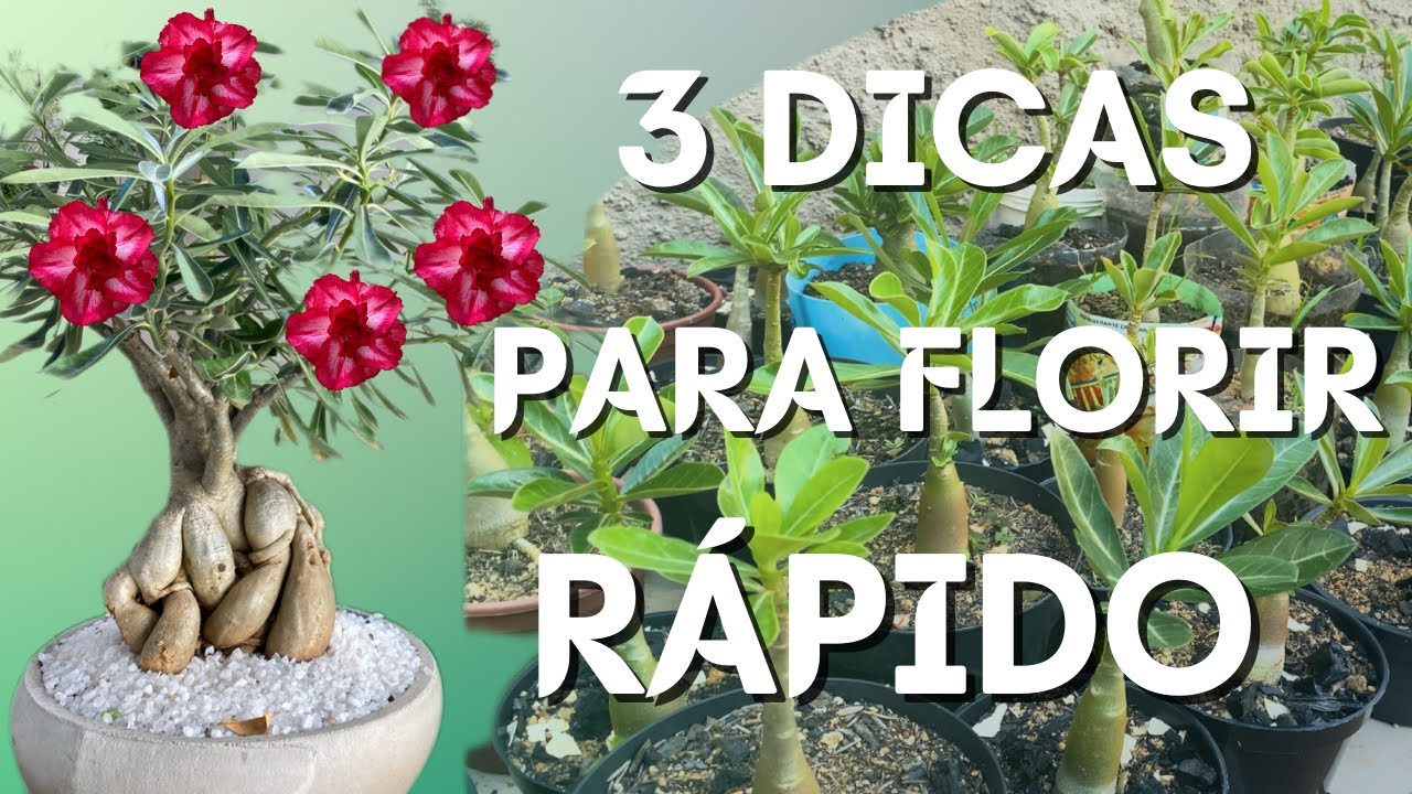 ✔️3 DICAS INFALÍVEIS PARA SUA ROSA DO DESERTO FLORIR RÁPIDO!!