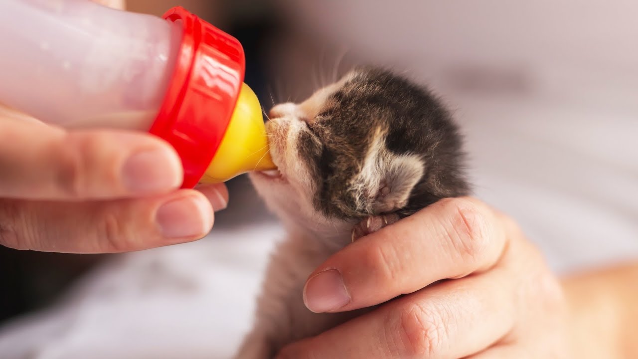 Baby Animals Drinking from Milk Bottles! 🍼🐾😍