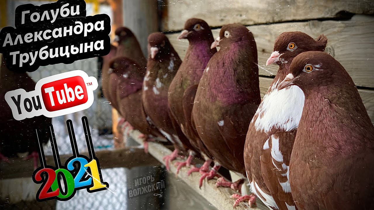 Красные цветные голуби Александра Трубицына п.Волжский Самарская область. тел. +7 (987) 433-98-04