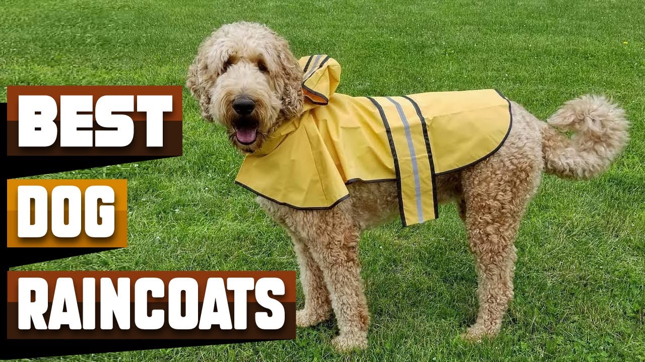 Best Dog Raincoat In 2026 - Top 10 Dog Raincoats Review