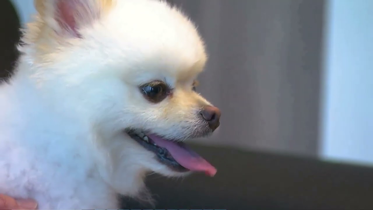 めざましテレビ きょうのわんこ（まる）