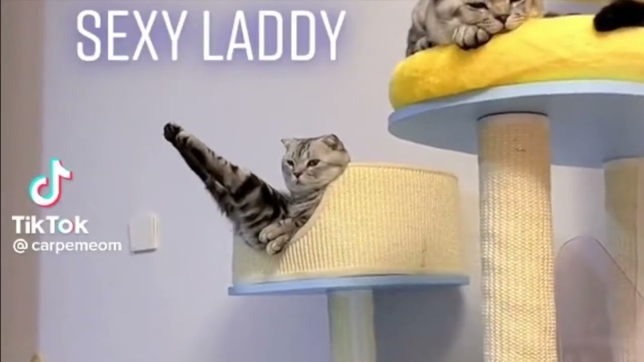 The Best Funny videos compilation  Try To not Laugh OMG can't stop laughing.