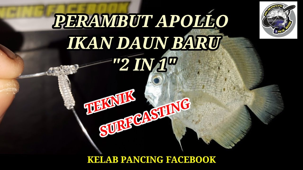 CARA-CARA IKAT PERAMBUT APOLLO IKAN DAUN BARU 