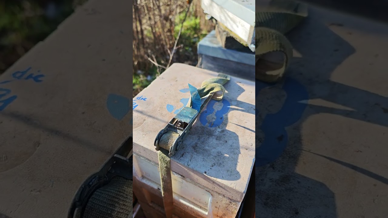 Formiranje društva od mini plus košnice i usput selekcija matica na rezistenciju.