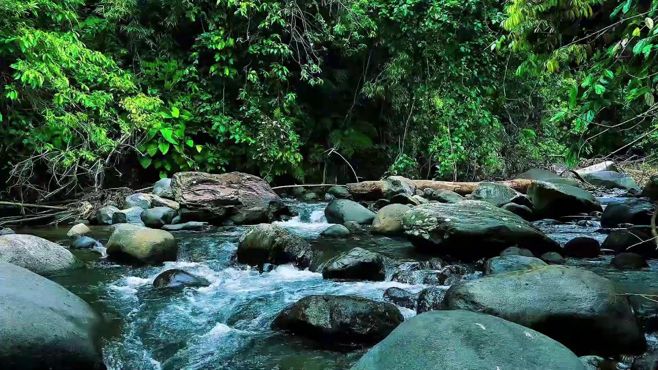 Gentle Jungle River Over Stones – Real Water Sounds for Deep, Restful Sleep