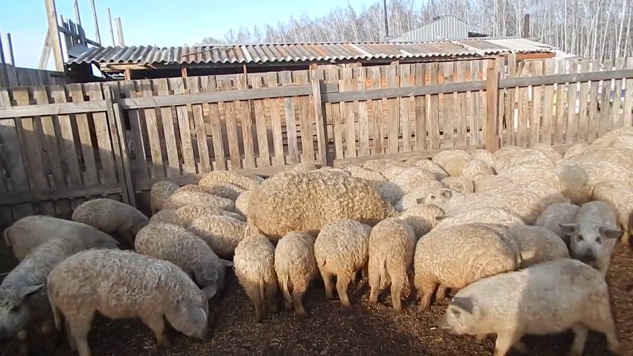 ПОНЯТЬ и ПРОСТИТЬ... БИО-ФЕРМА МАНГАЛИЦА