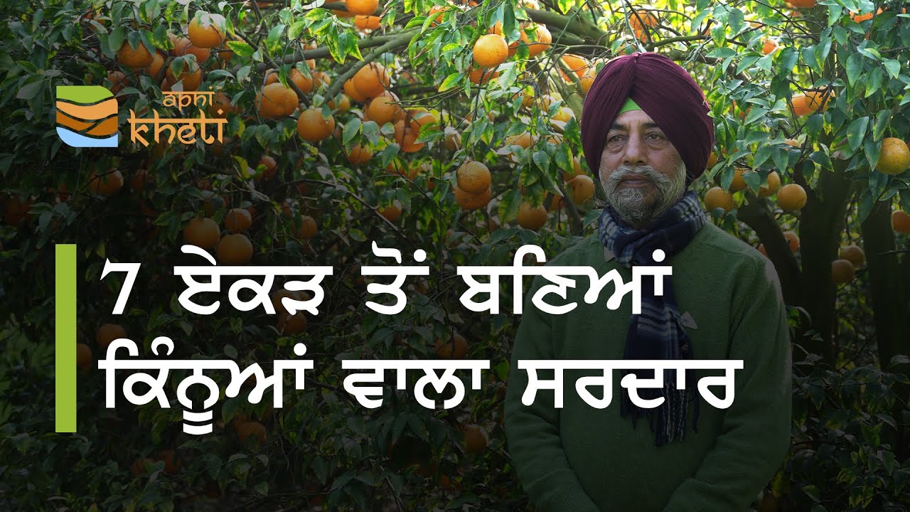ਇੱਕ ਤਾਹਨੇ ਨੇ ਬਣਾਇਆ ਕਿੰਨੂਆਂ ਵਾਲਾ ਸਰਦਾਰ। Beautiful Kinnow Orchard in Punjab। Virk Farms