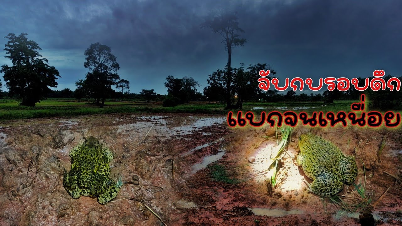 ออกจับกบส่องกบครั้งที่2ของปีนี้ฝนตกเเรงมากกบจับคู่ได้เยอะมากครับ
