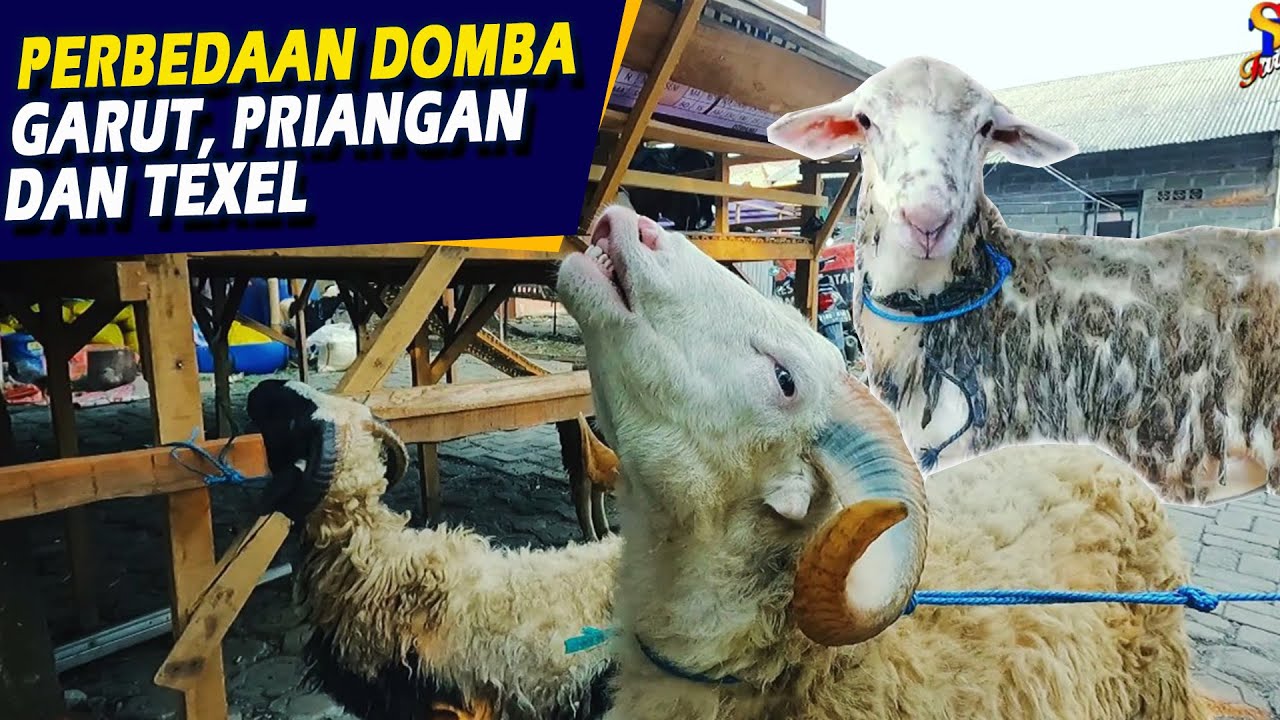Perbedaan Domba Garut, Domba Priangan Dan Domba Texel