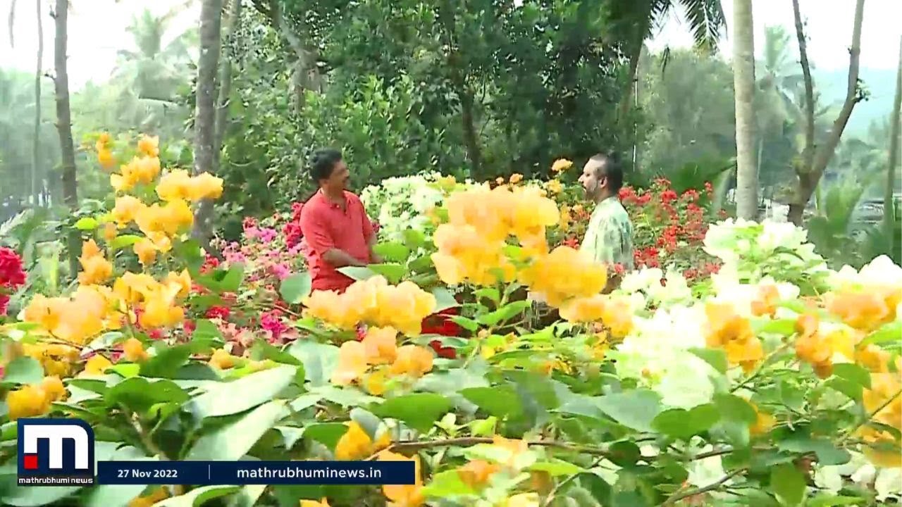 കളര്‍ഫുളാണ് കടലാസ് പൂക്കള്‍ | Bougainvillea | Krishibhoomi | Mathrubhumi News